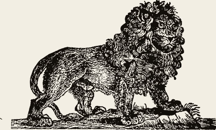 Lion 1176