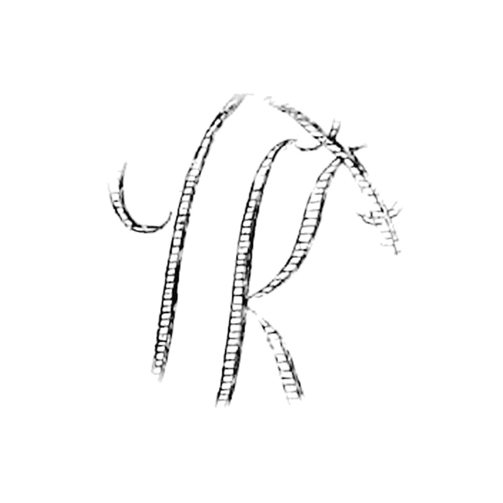 Plate VI - DK