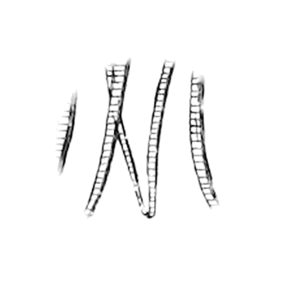 Plate III - MD