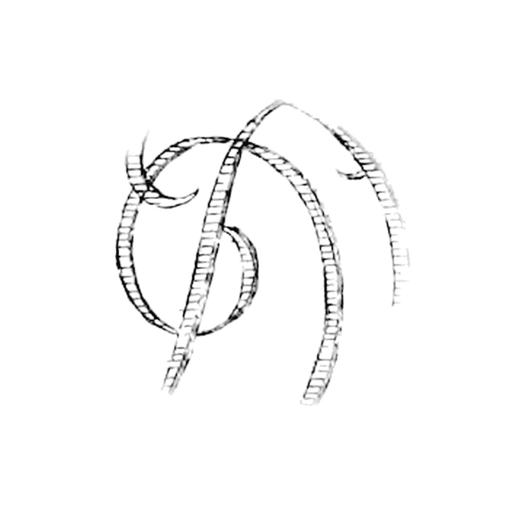 Plate III - DQ