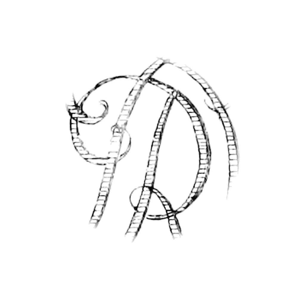 Plate VIII - DR