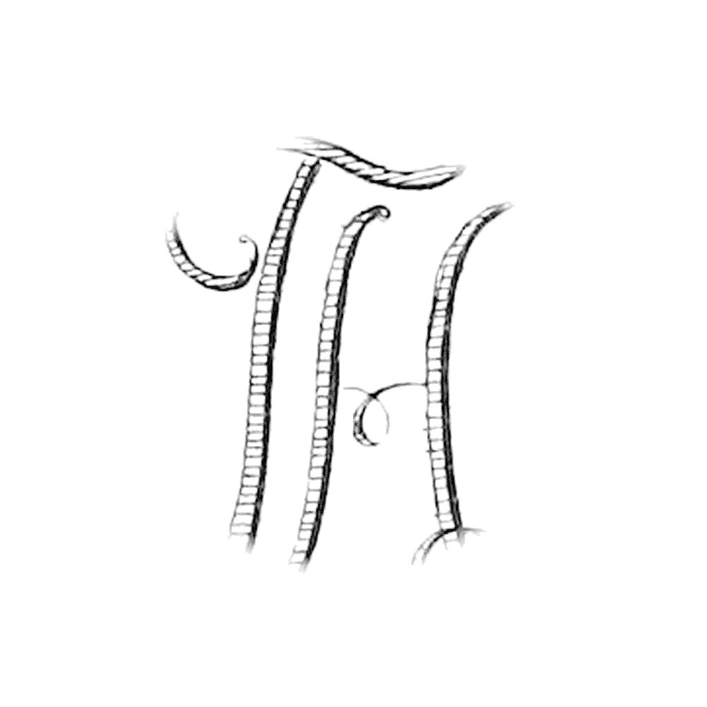 Plate VII - EH