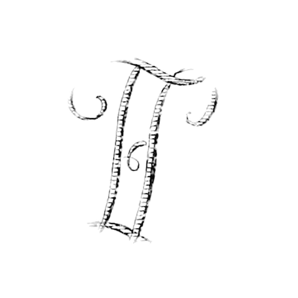 Plate VI - LE