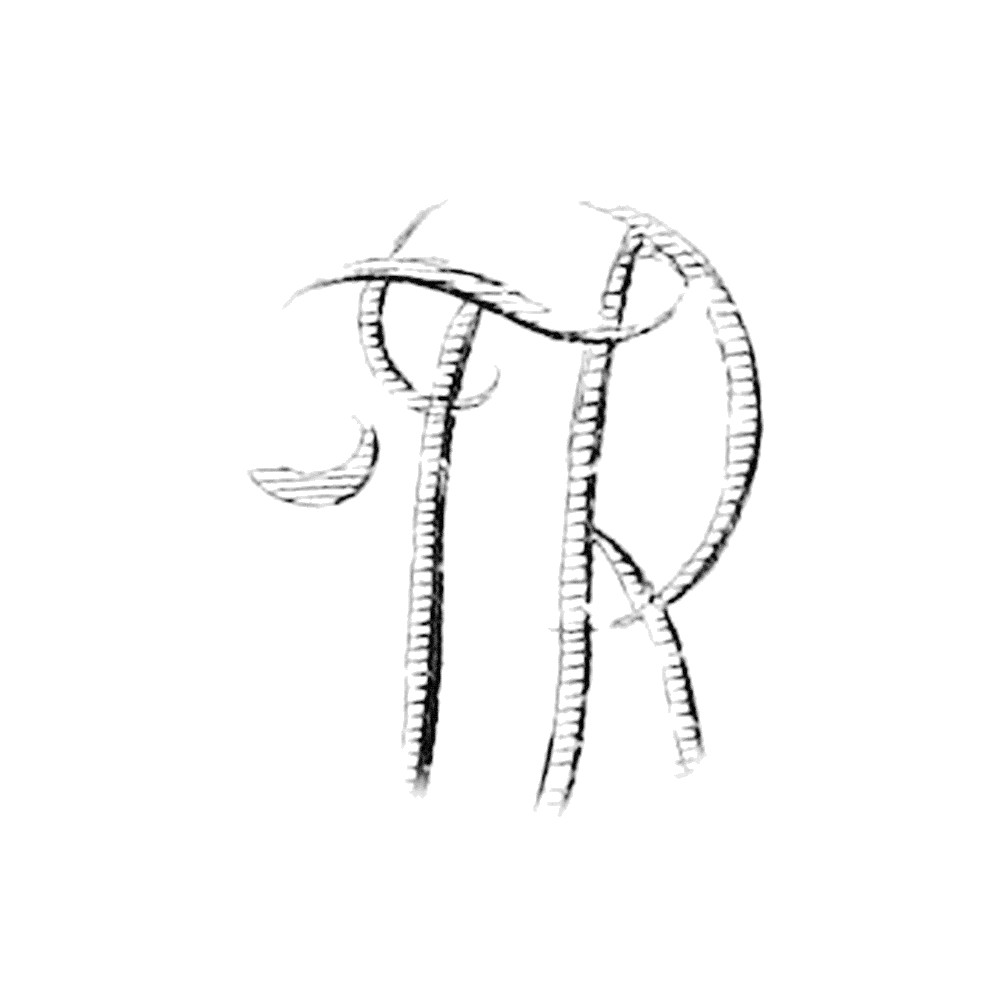 Plate VIII - ER
