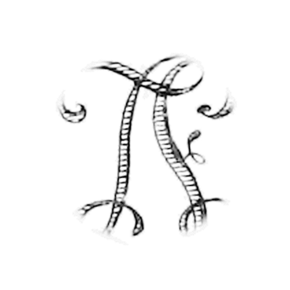 Plate VI - FZ