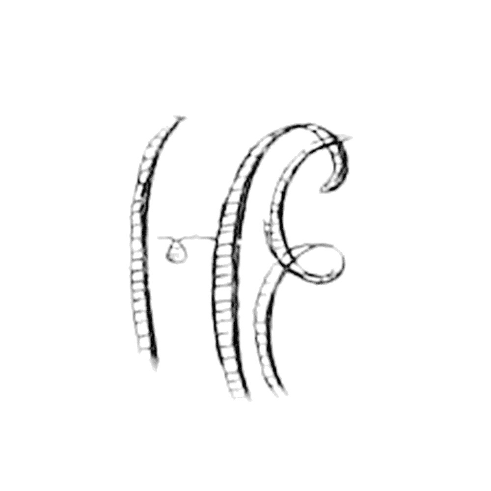 Plate VIII - EH