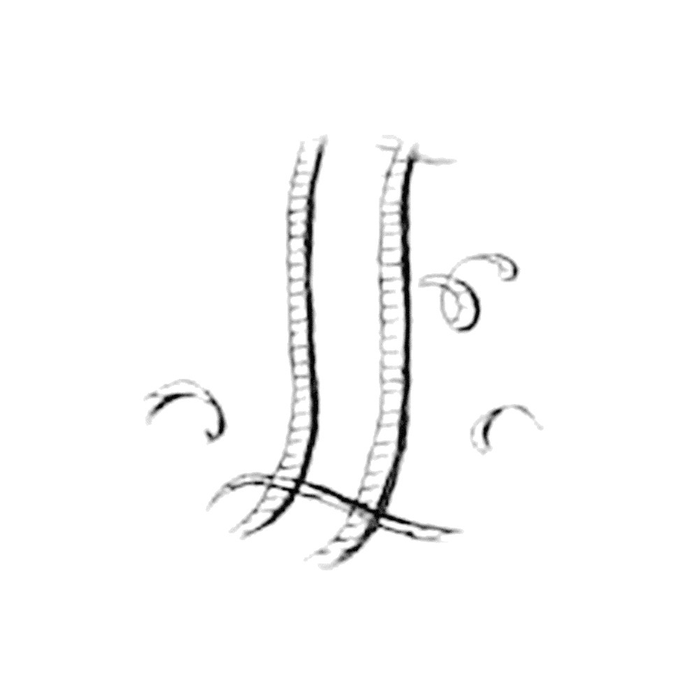 Plate III - EI