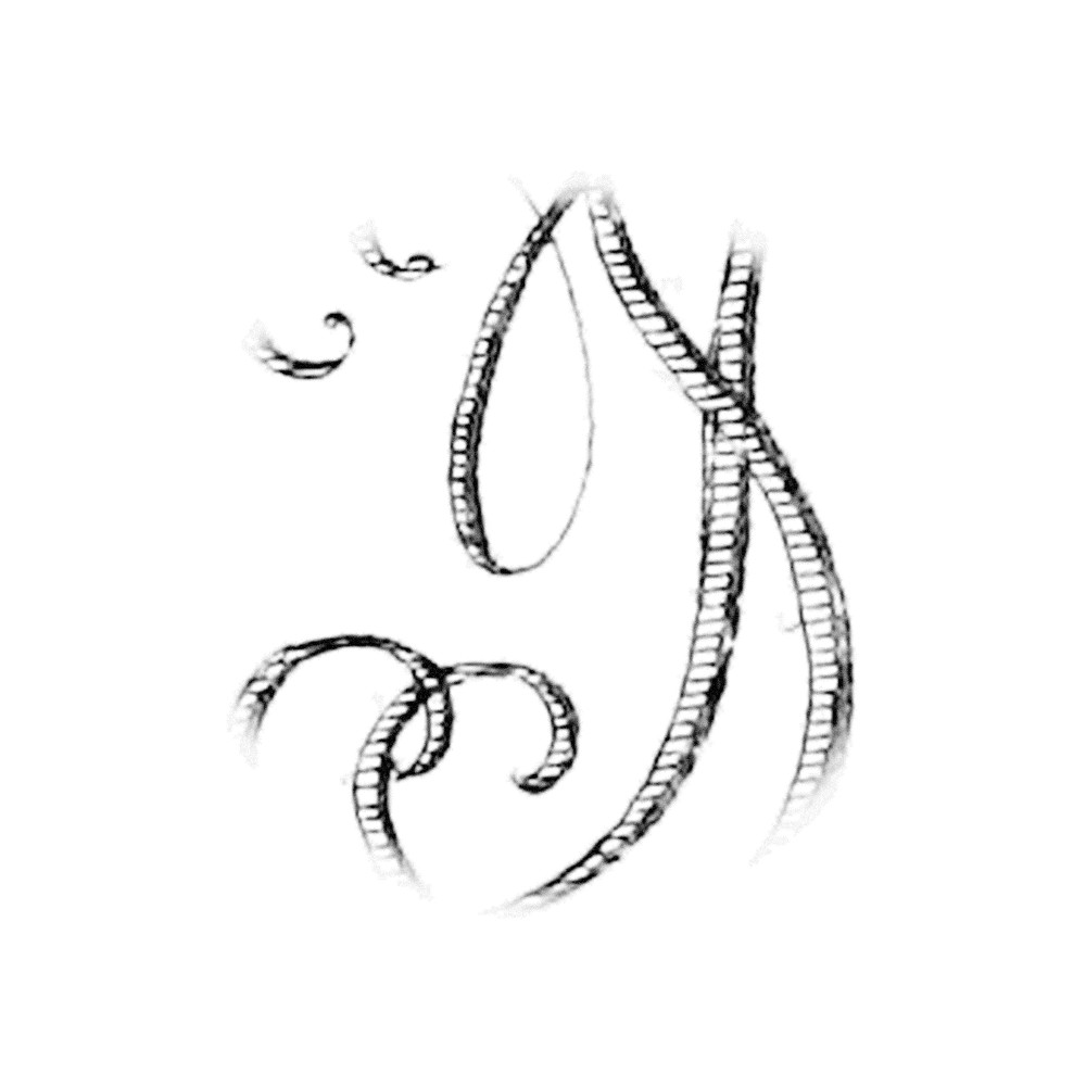 Plate II - YI