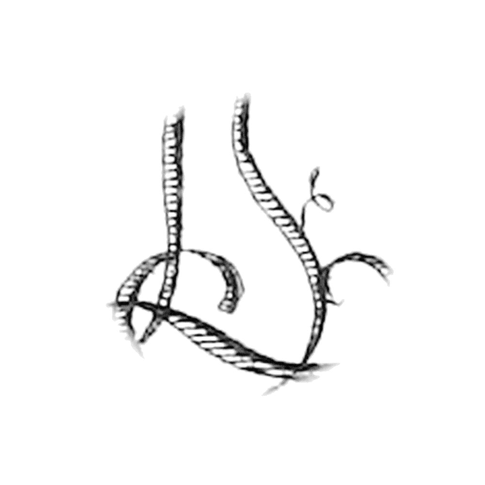 Plate VIII - FL