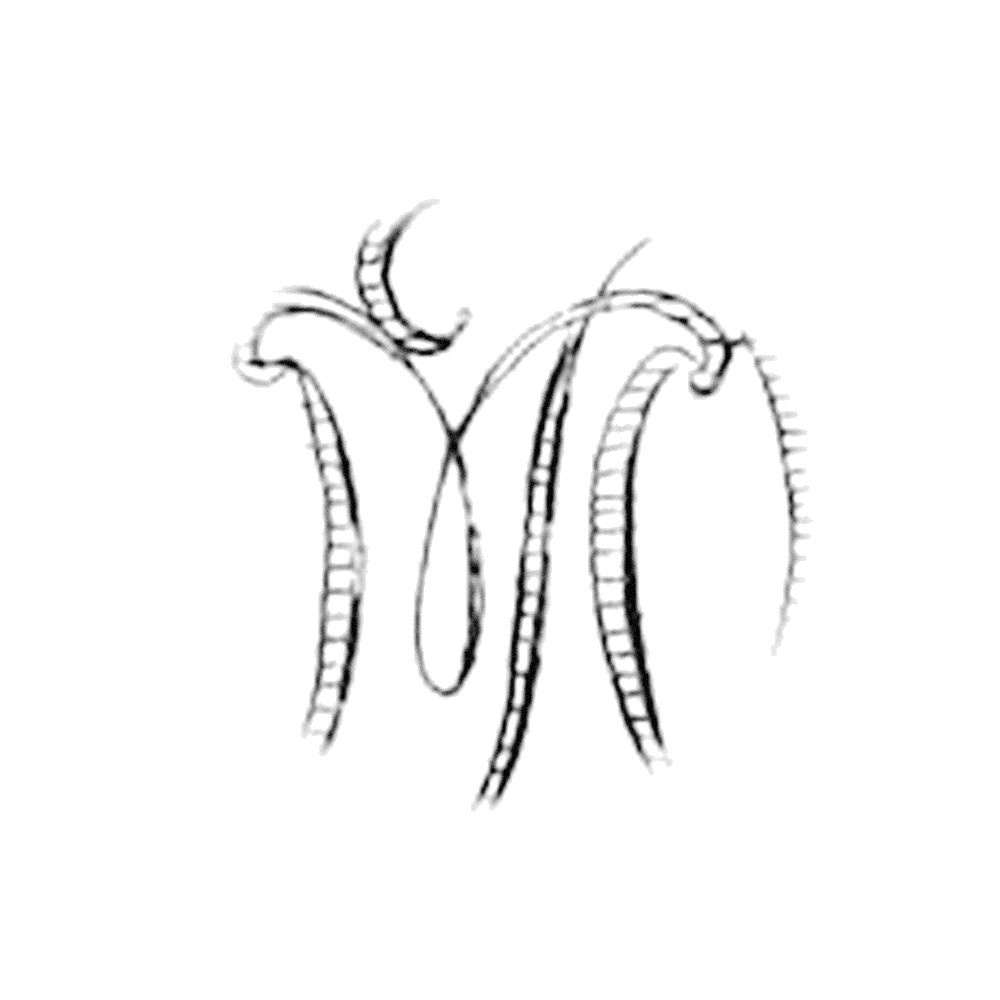 Plate IV - MD