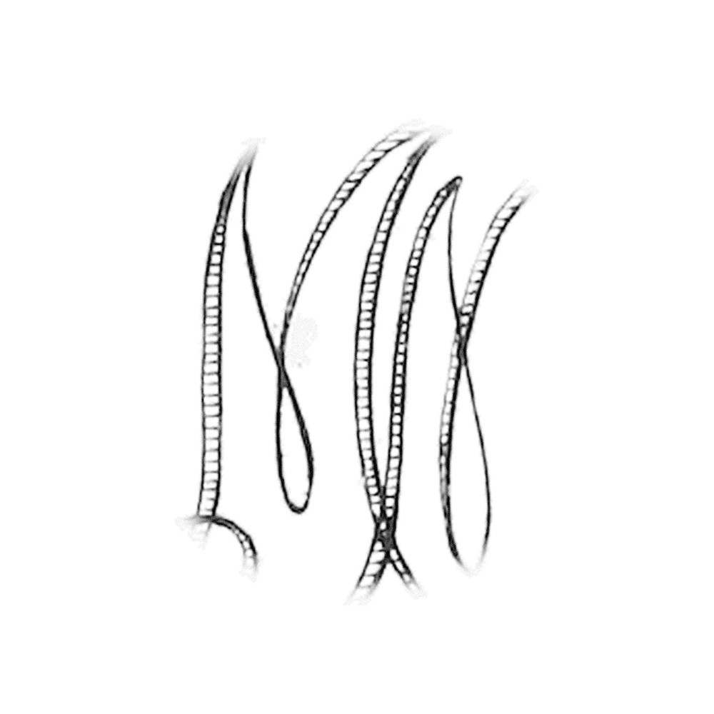 Plate VI - MN