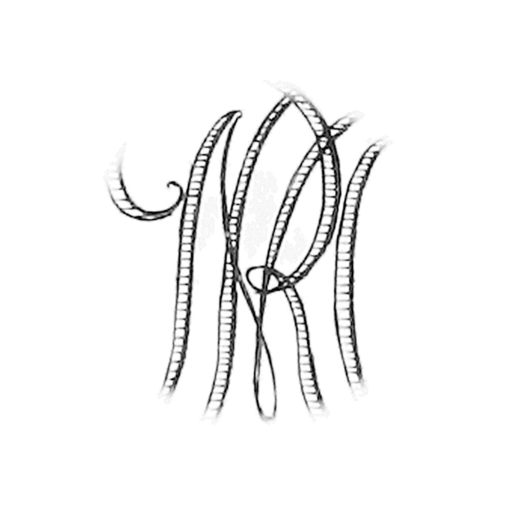 Plate IV - RM