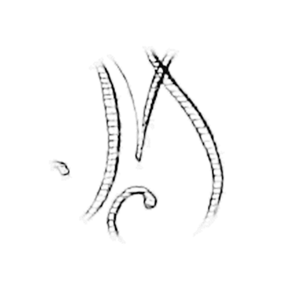 Plate III - IN