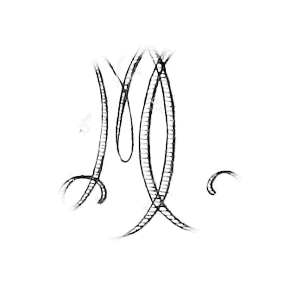 Plate V - NX
