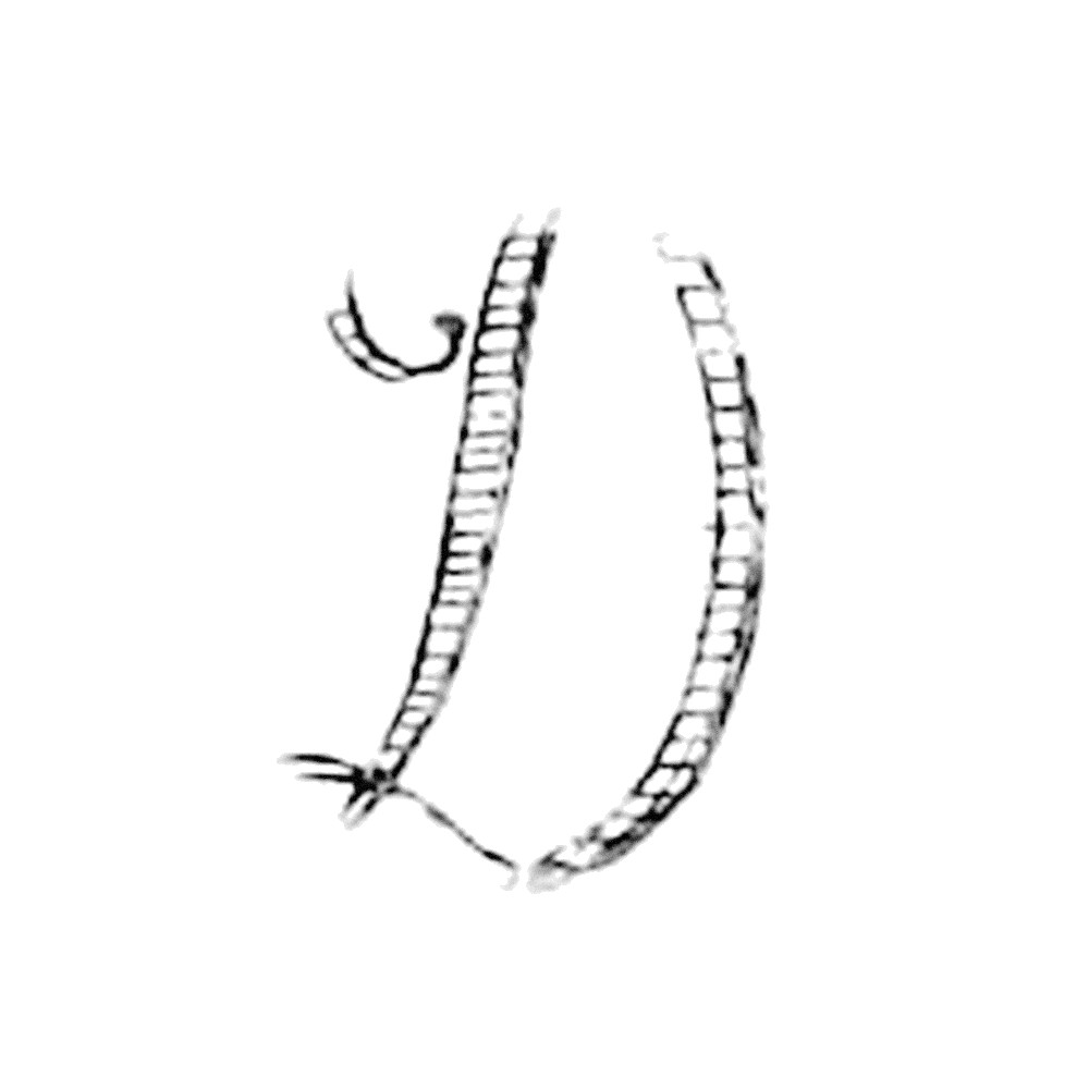 Plate V - DO