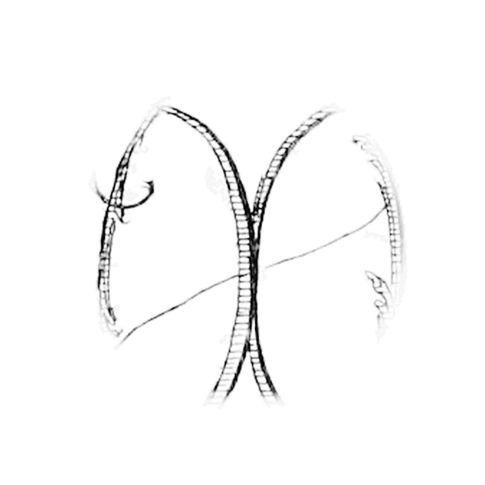 Plate II - XO