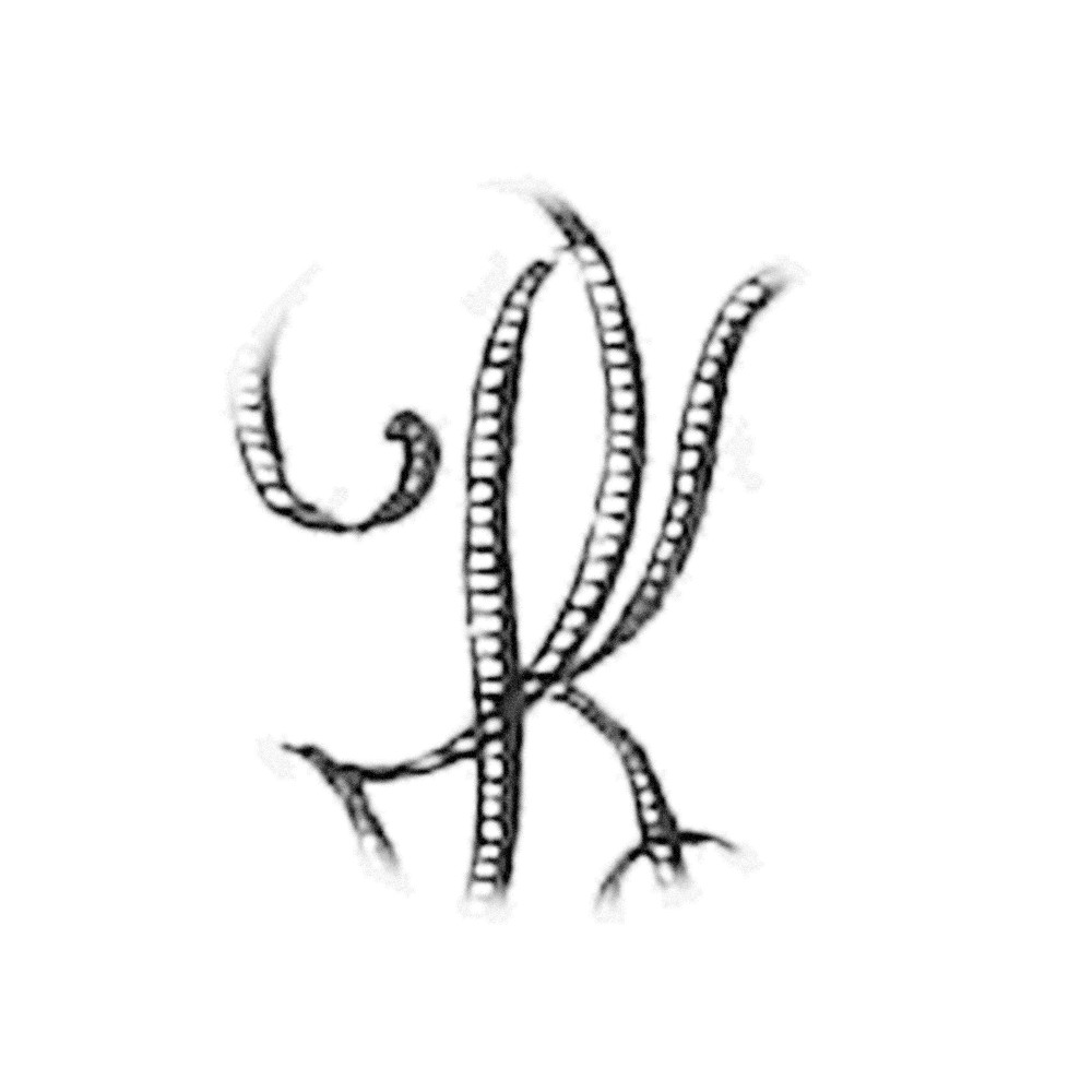 Plate III - KQ
