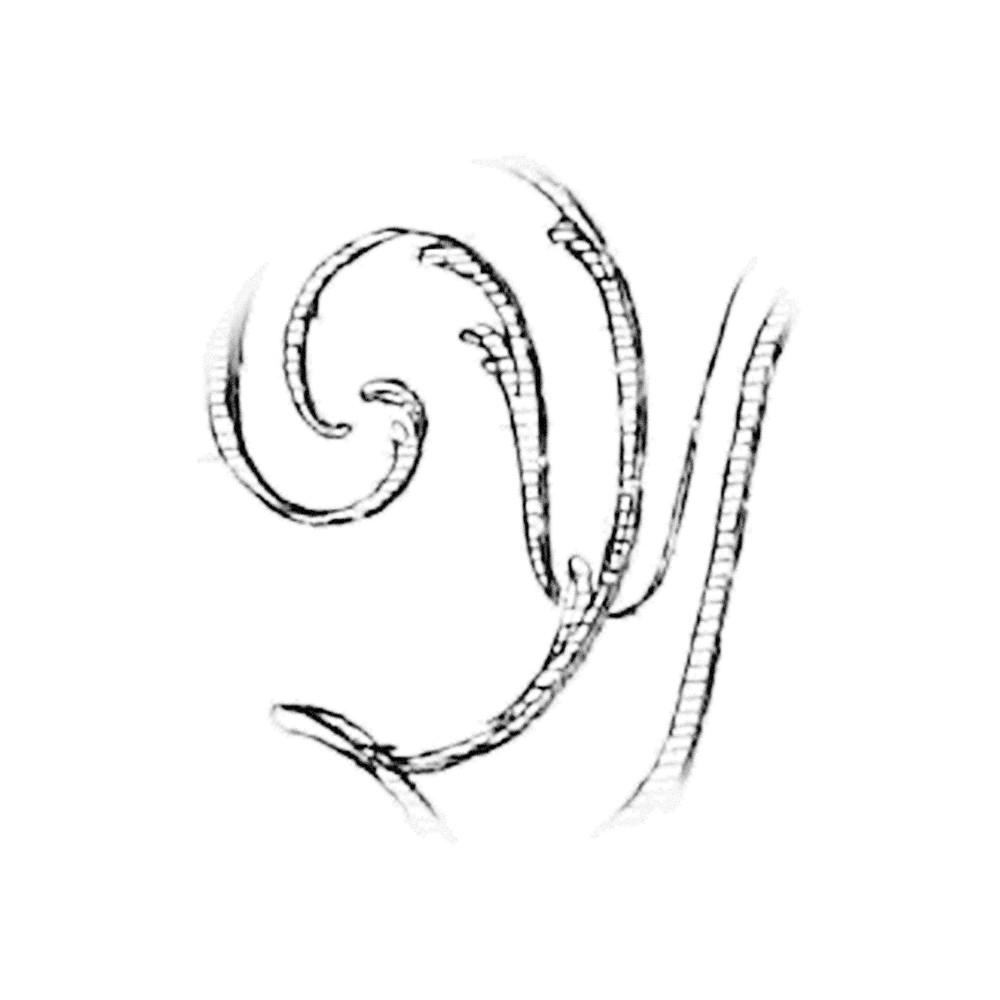 Plate II - QY