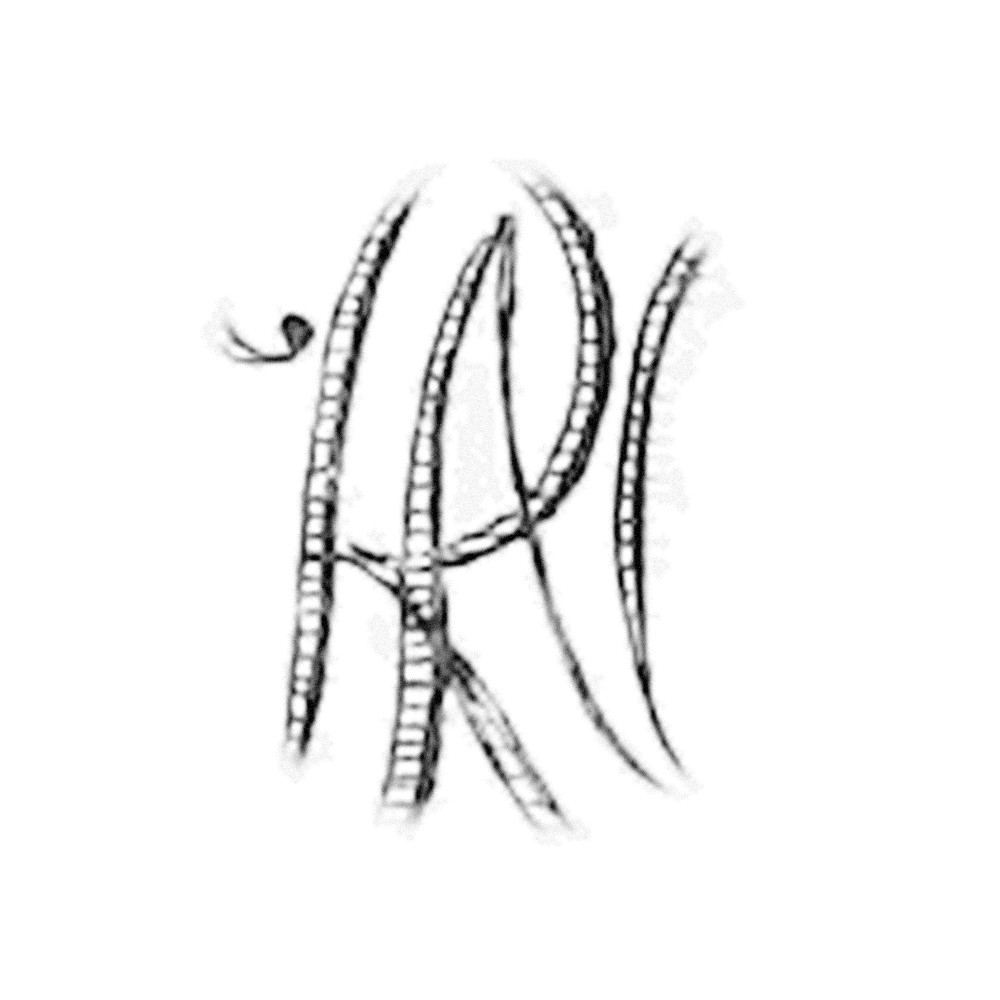 Plate V - RN