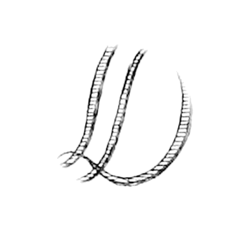 Plate VI - SD