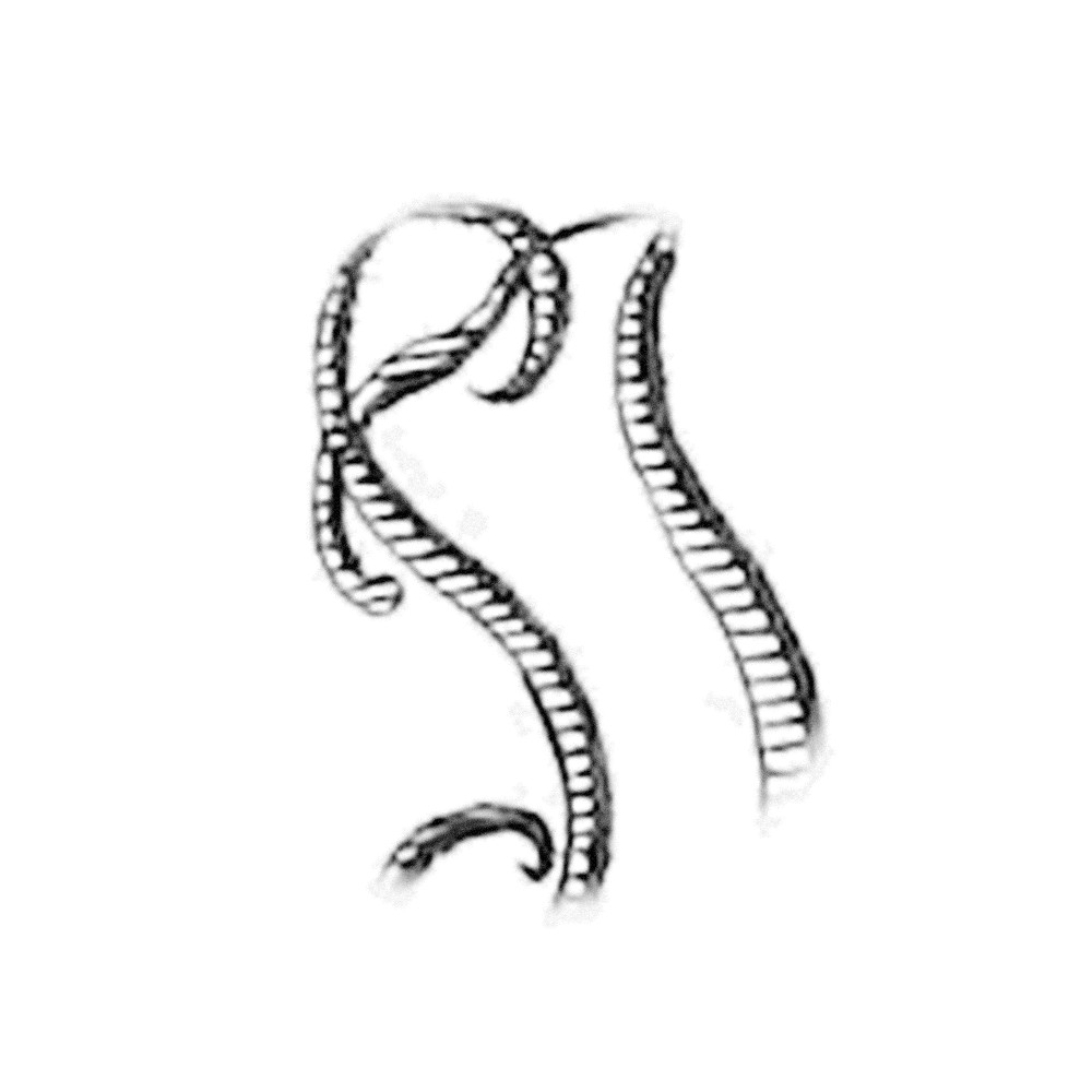 Plate III - SI