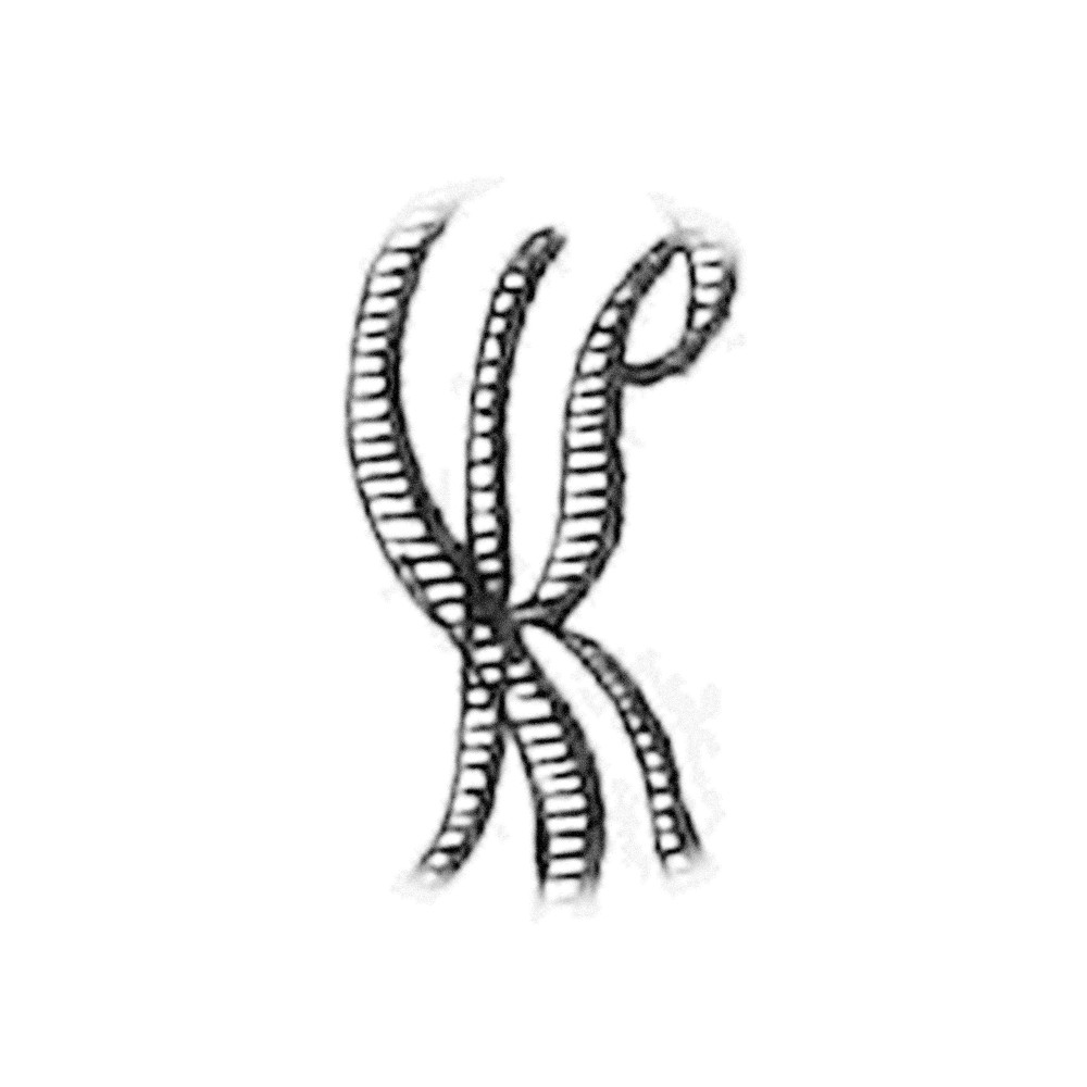 Plate VII - KS