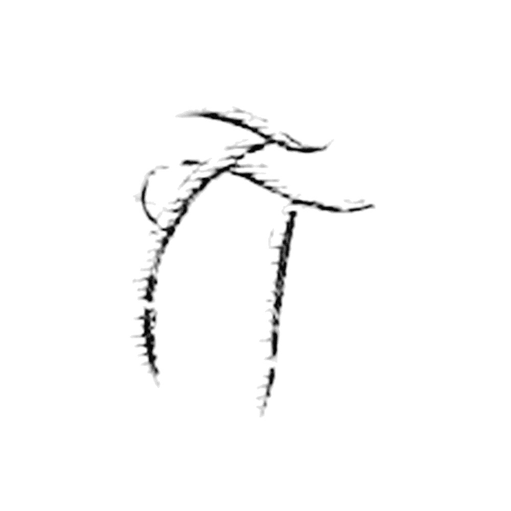 Plate V - TE