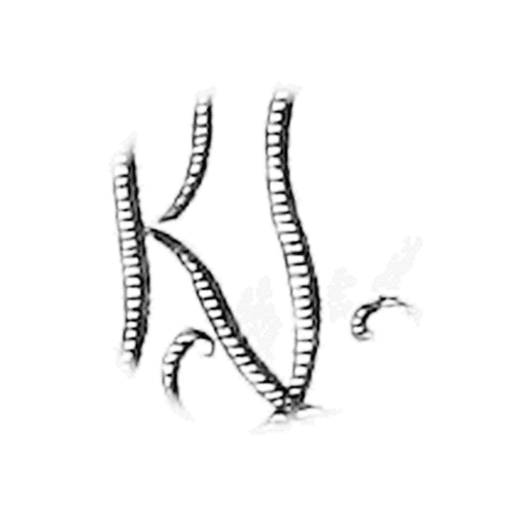 Plate VI - KT