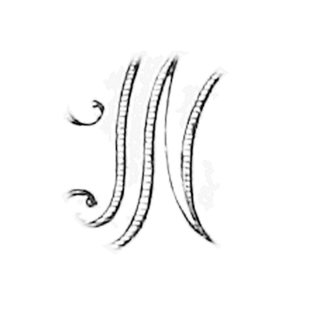 Plate V - NT