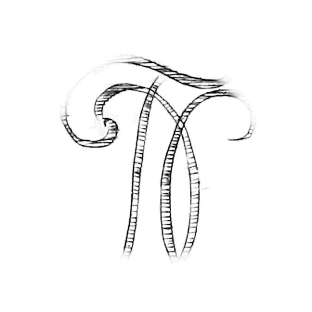 Plate VIII - XT