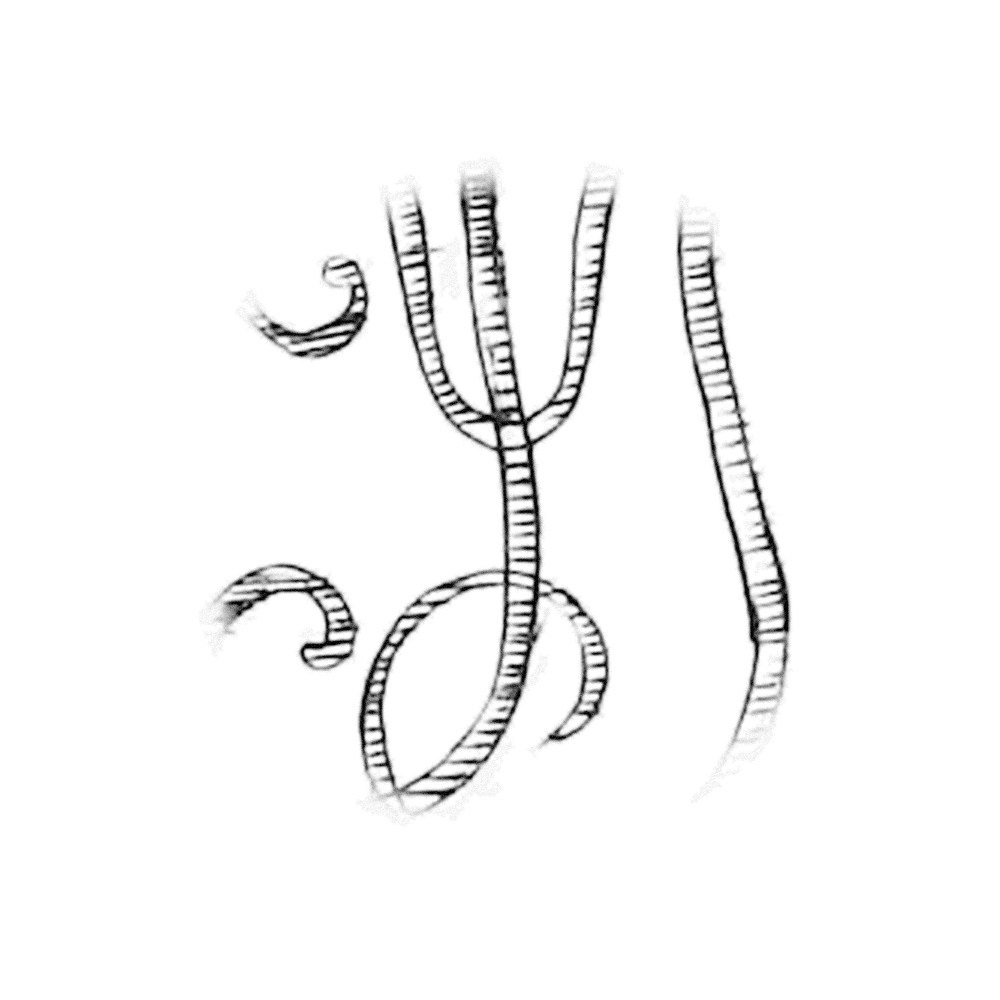 Plate III - TY