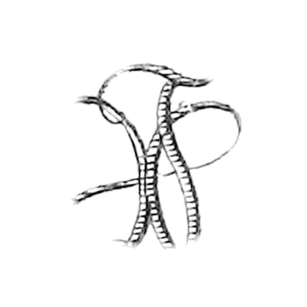 Plate VI - FU