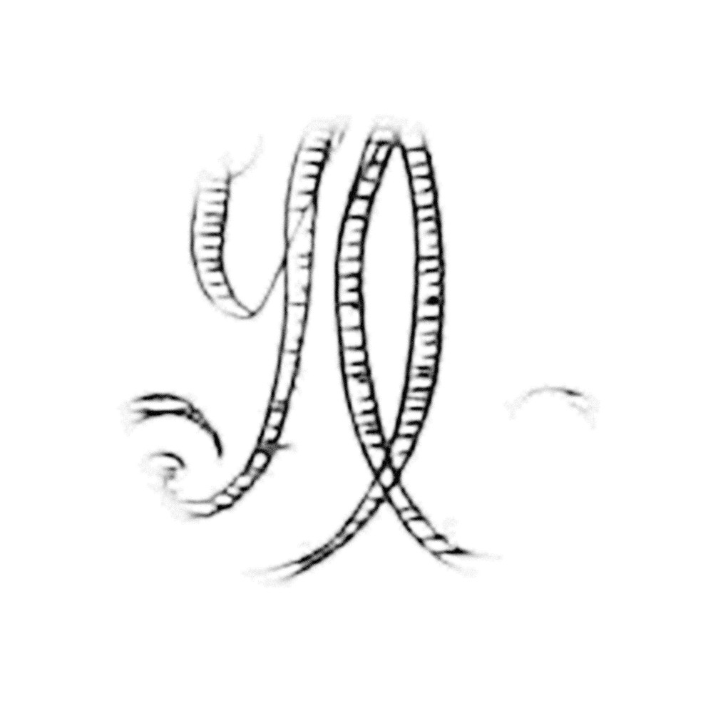 Plate II - ZU
