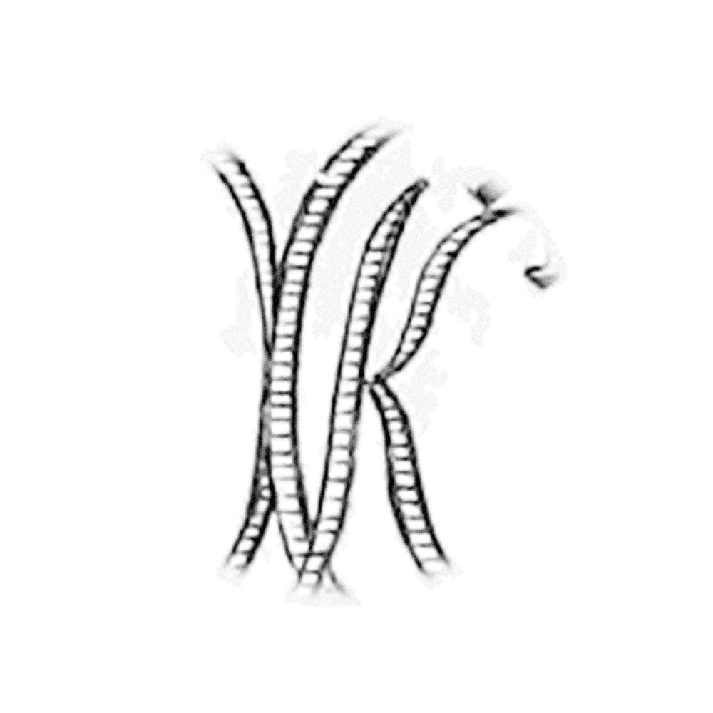 Plate X - KX