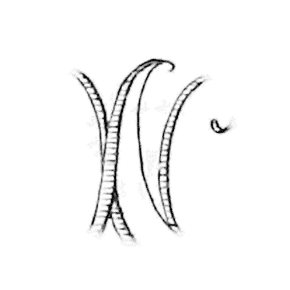 Plate VI - NX