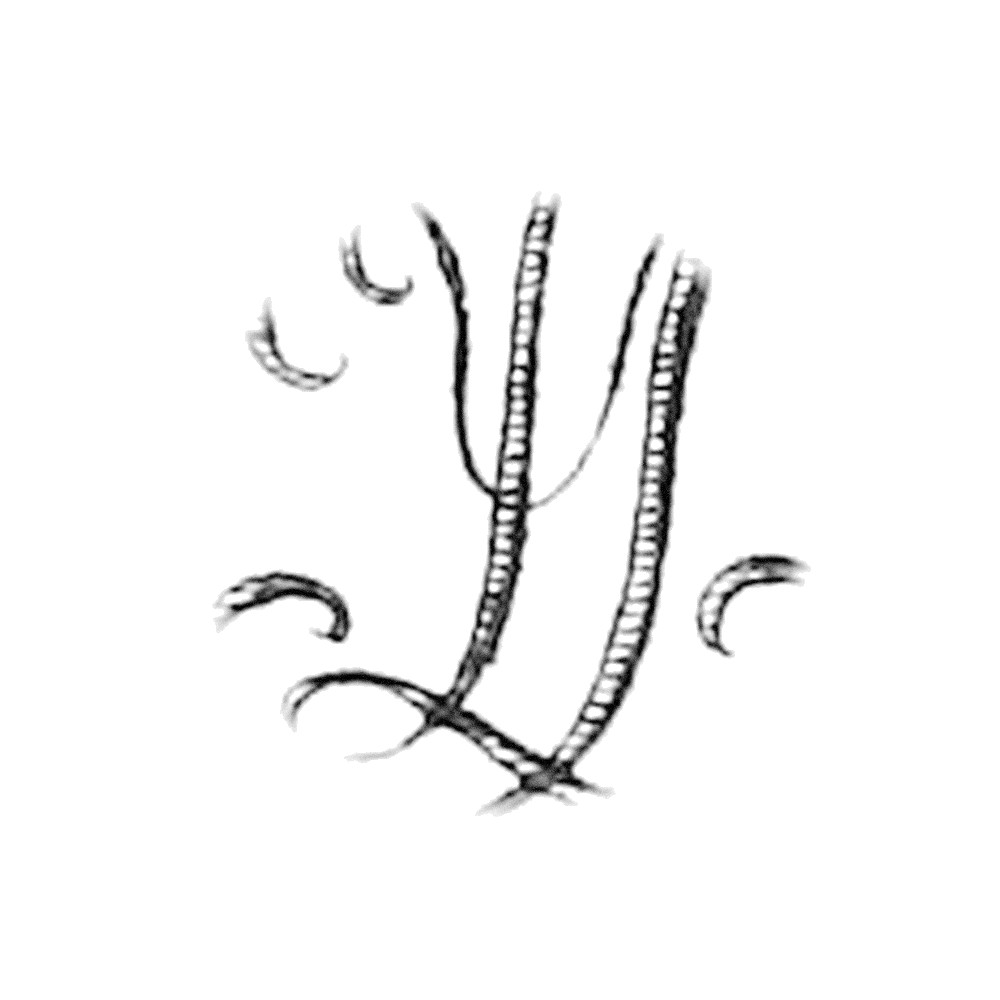 Plate III - YE