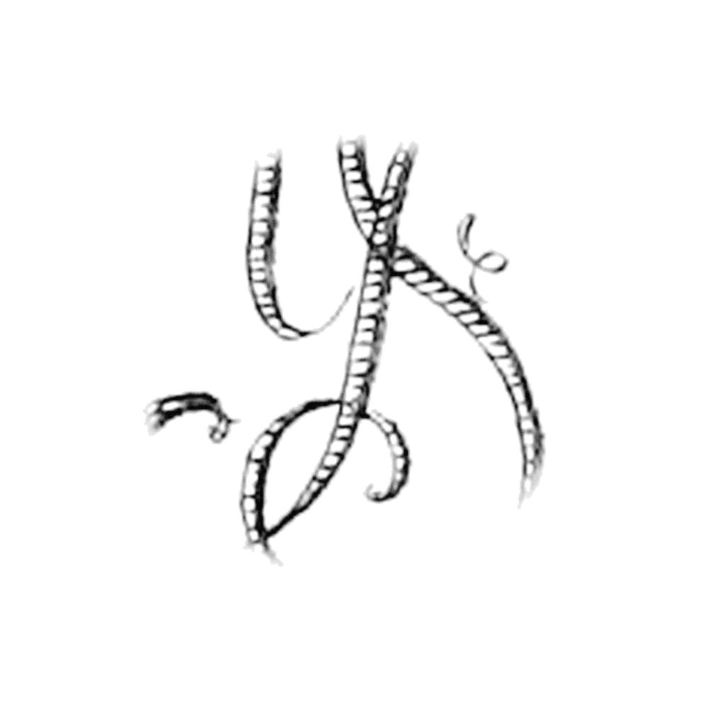 Plate III - YF