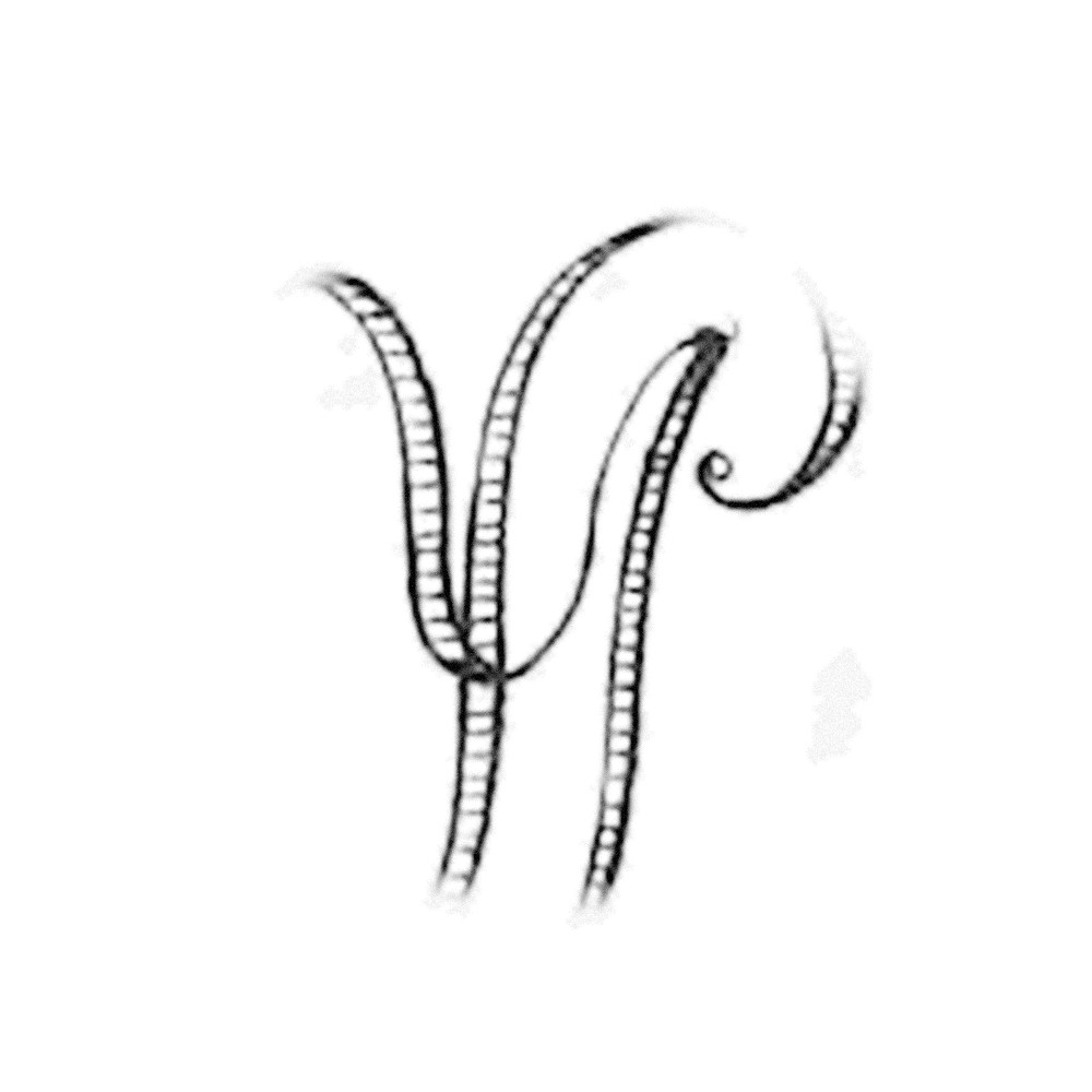 Plate III - LY