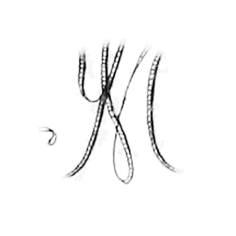 Plate III - YM