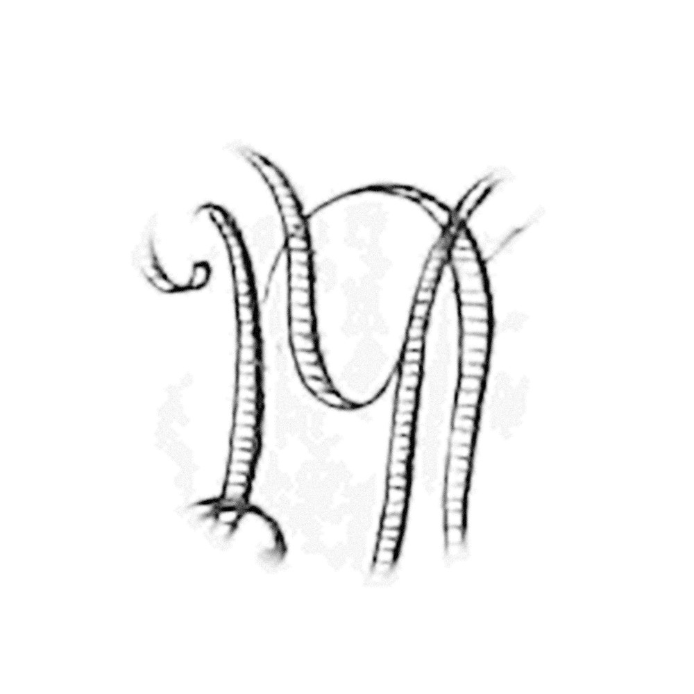 Plate III - YN