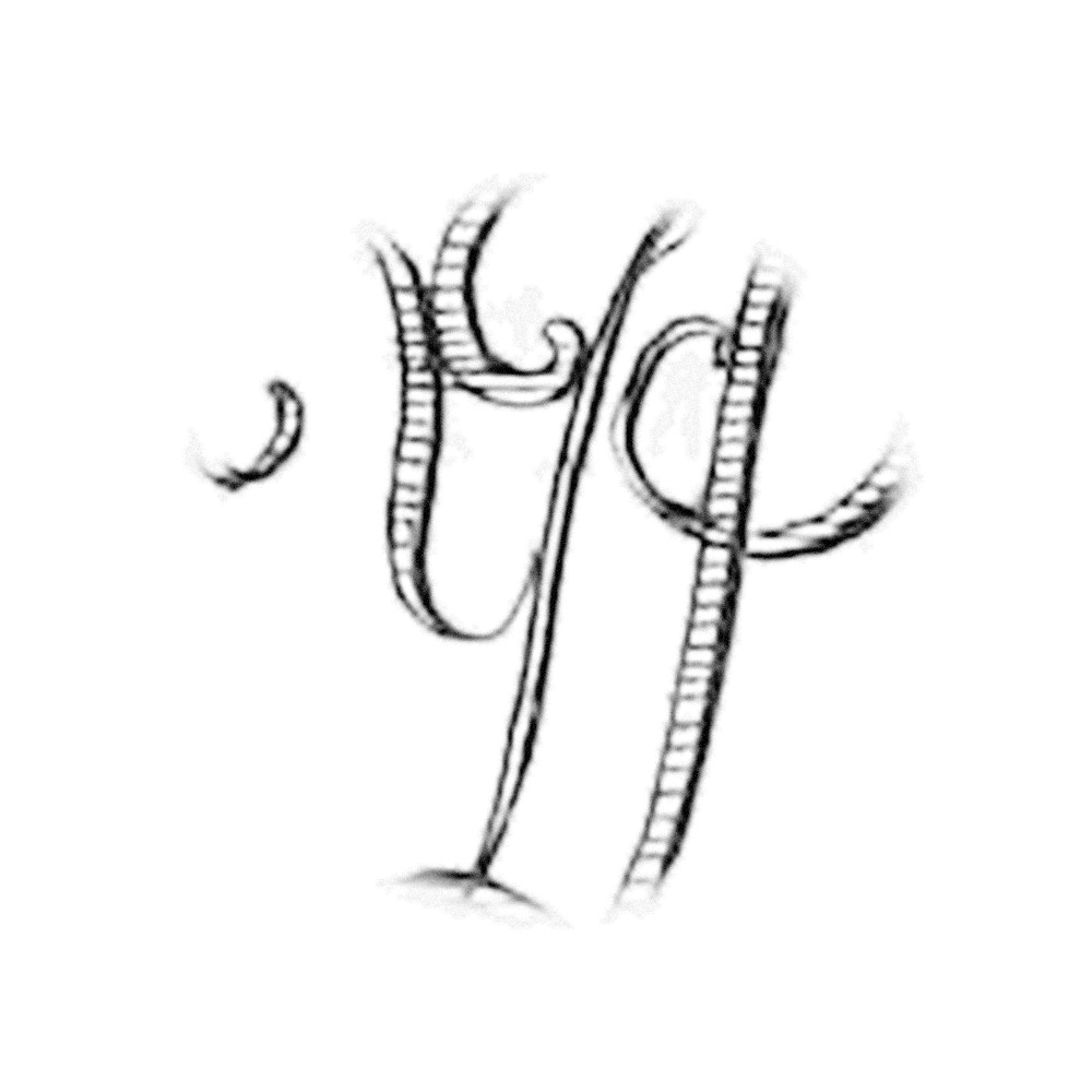 Plate III - PY