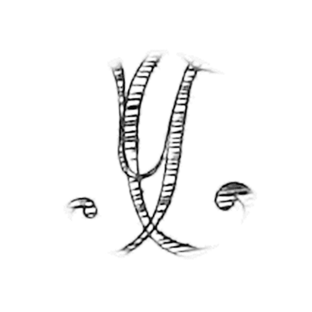 Plate IV - TY