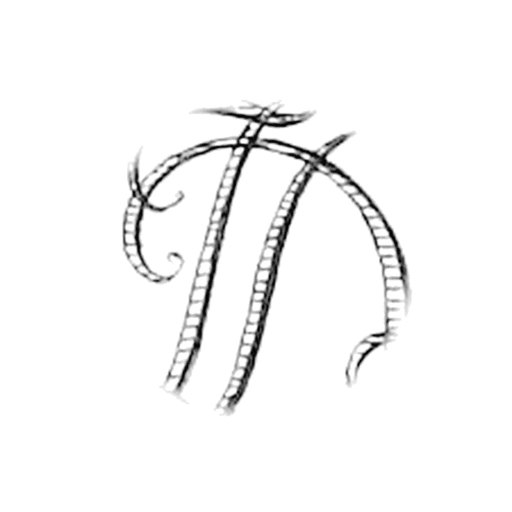 Plate V - DZ