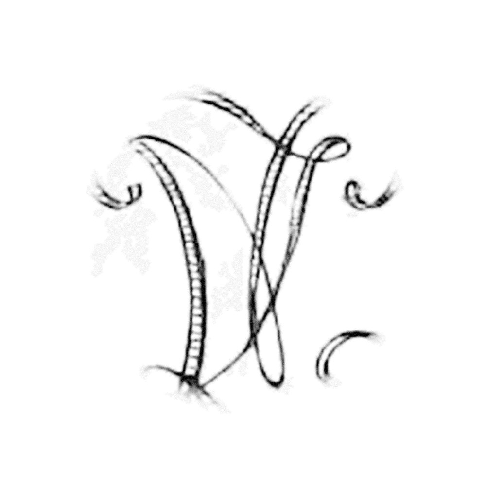 Plate V - ZN
