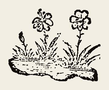 Floral 0016