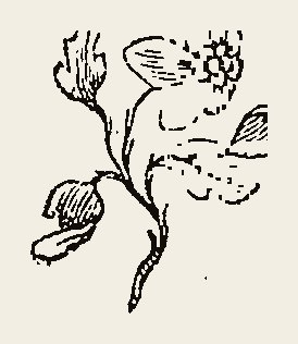 Ornament 0628