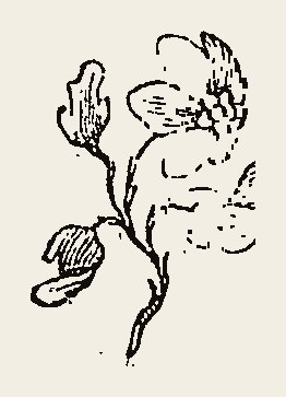 Cut 0052