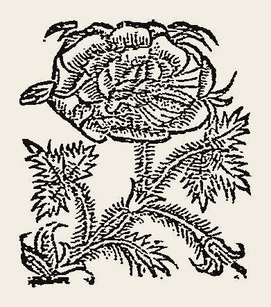 Ornament 0743