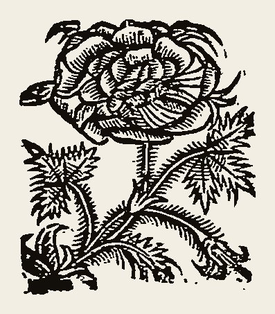 Ornament 0758