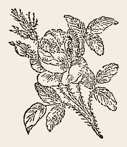 Ornament 0765